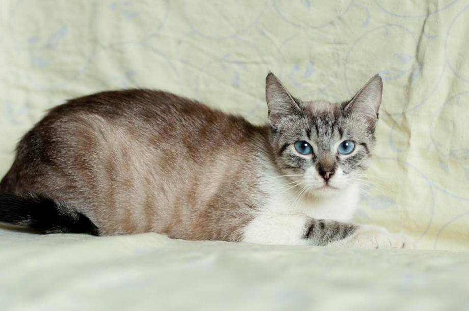 Сонный тайский котик