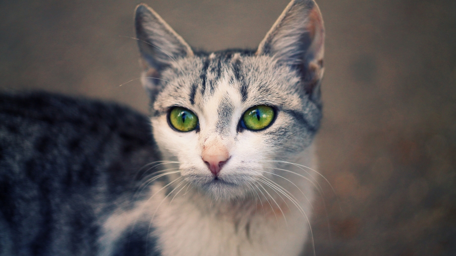 Уши кошки