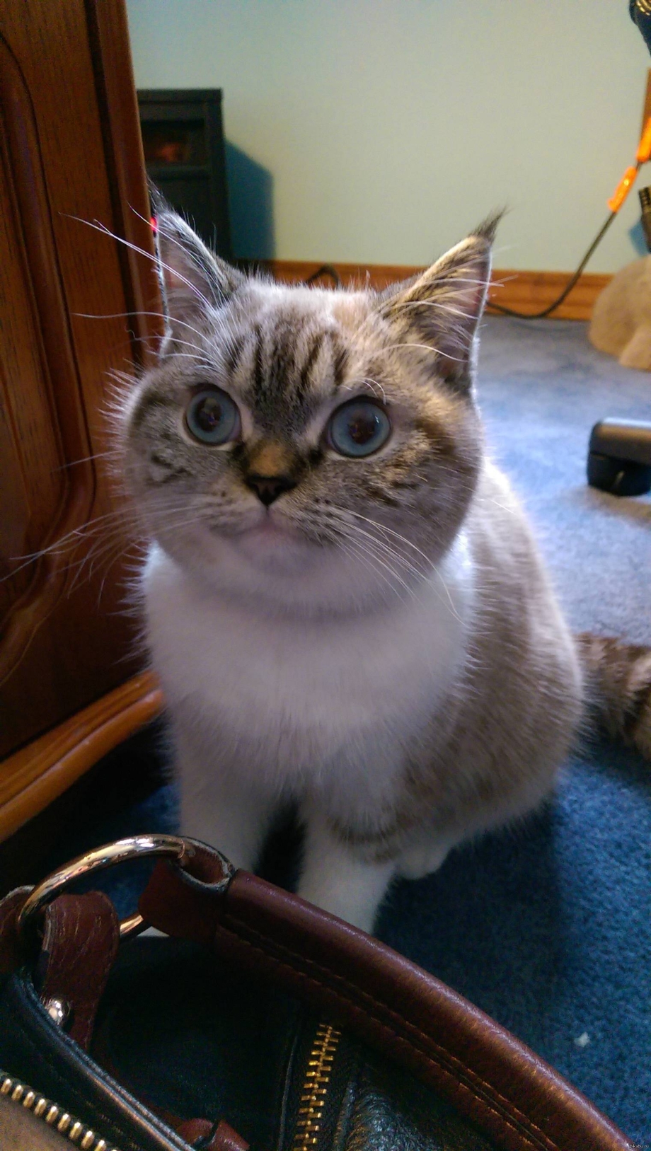 Коты мемы