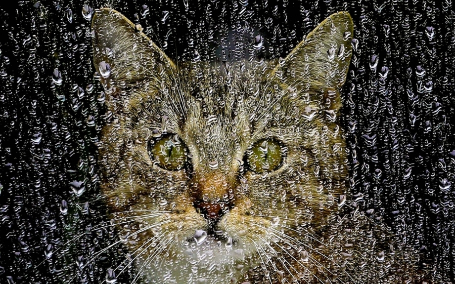 Котик под дождем