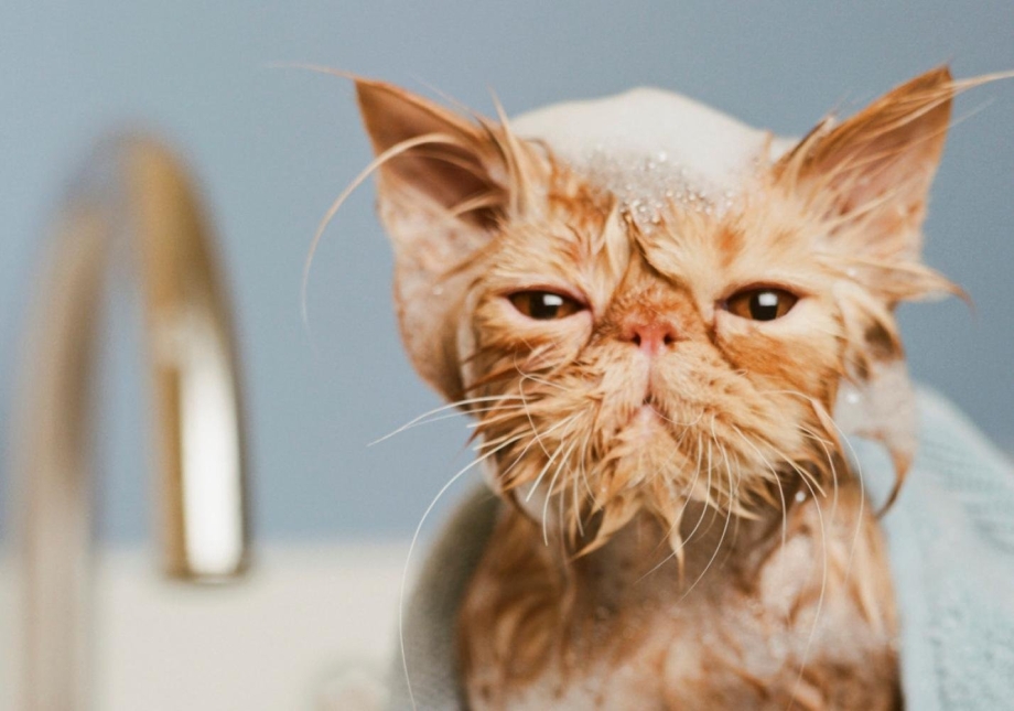 Мокрый котенок