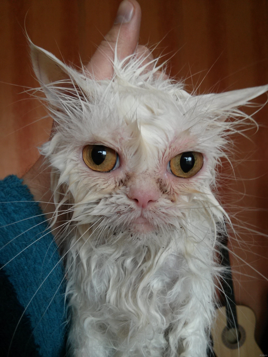 Белый облезлый кот
