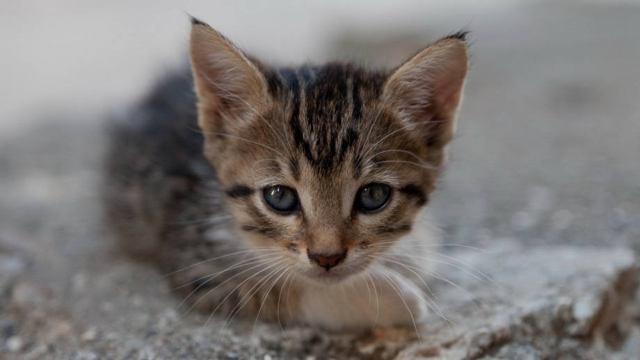 Кошки маленькие