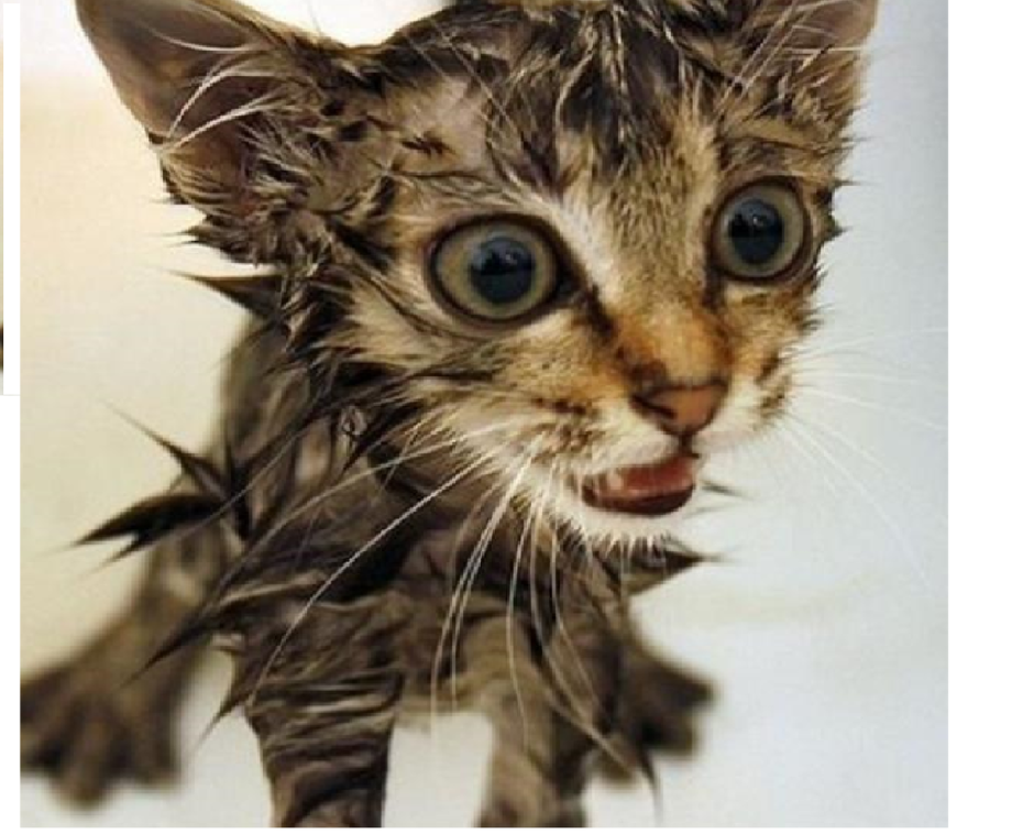 Смешные мокрые коты