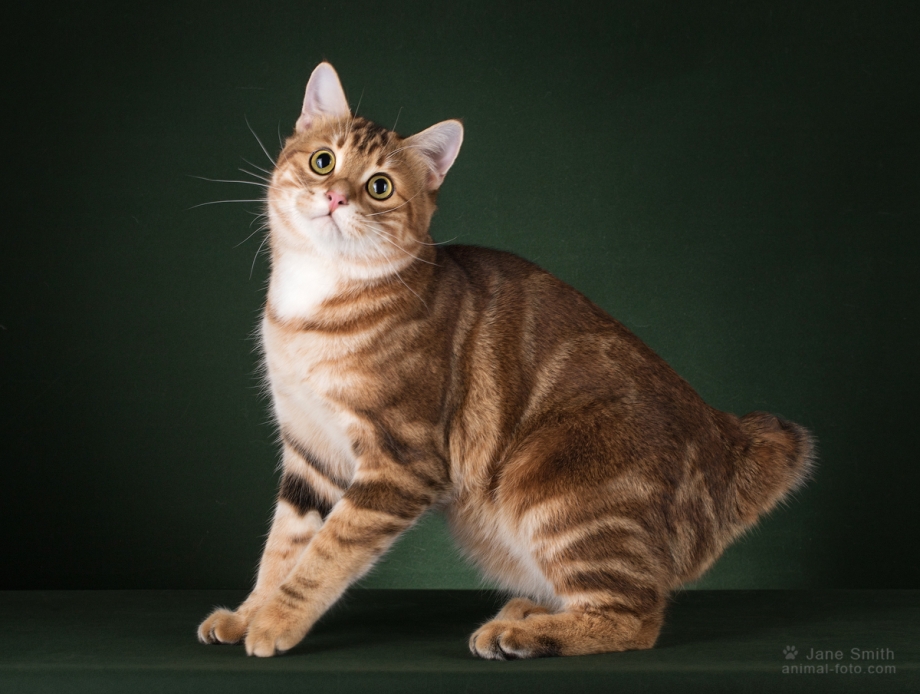 Kurilian Bobtail