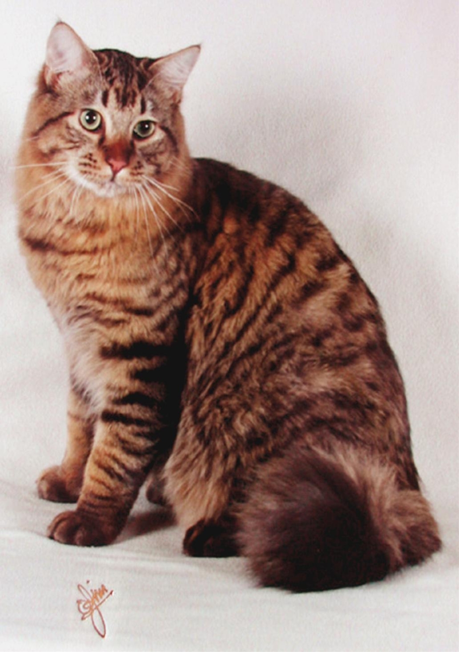 кошки с коротким хвостом порода фото названия