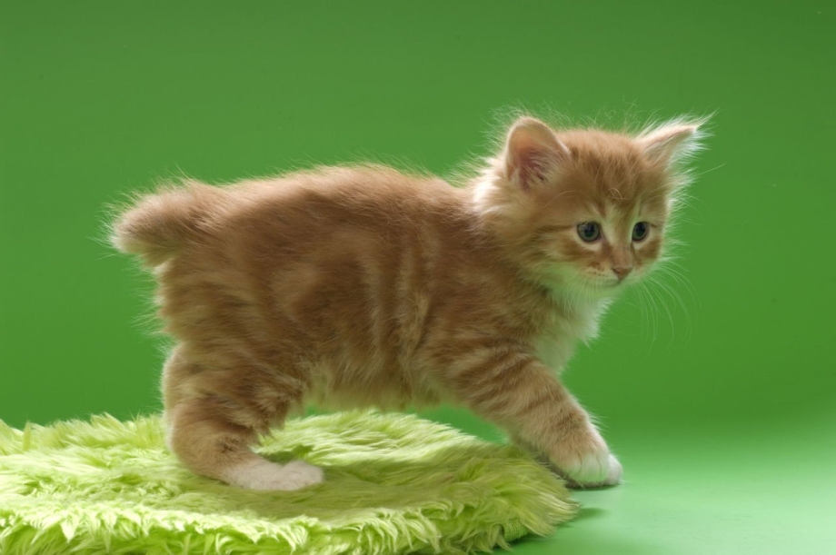Кот Курильский бобтейл