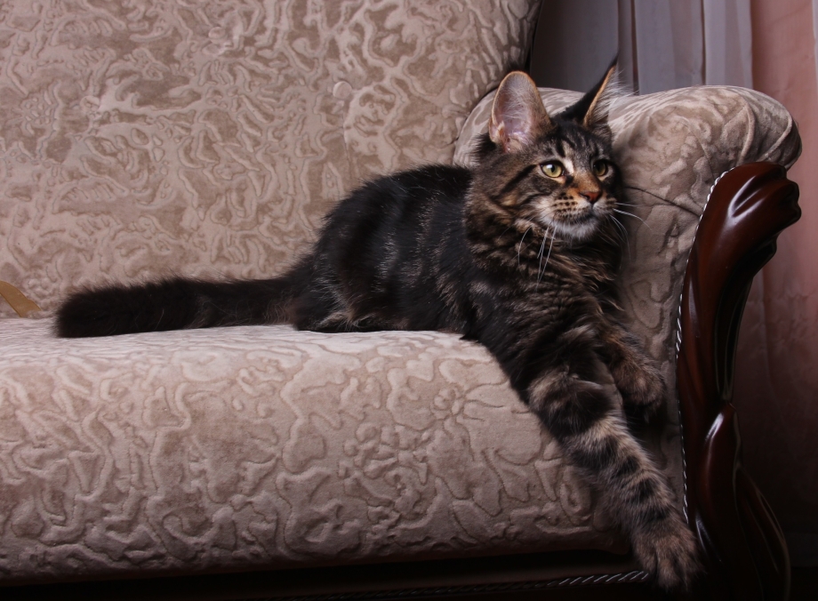 Коты метисы Мейн куна