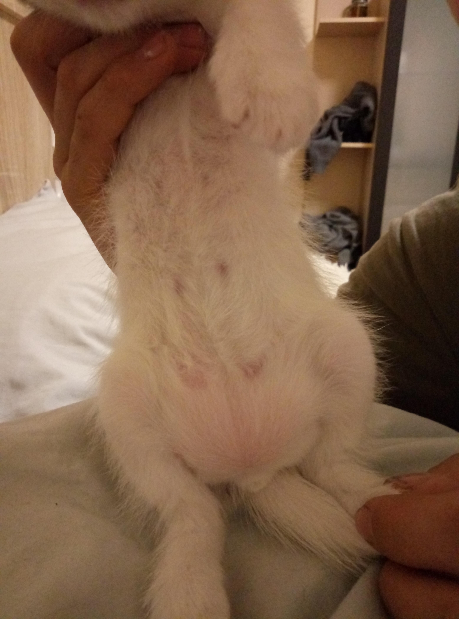 Трехмесячный котенок