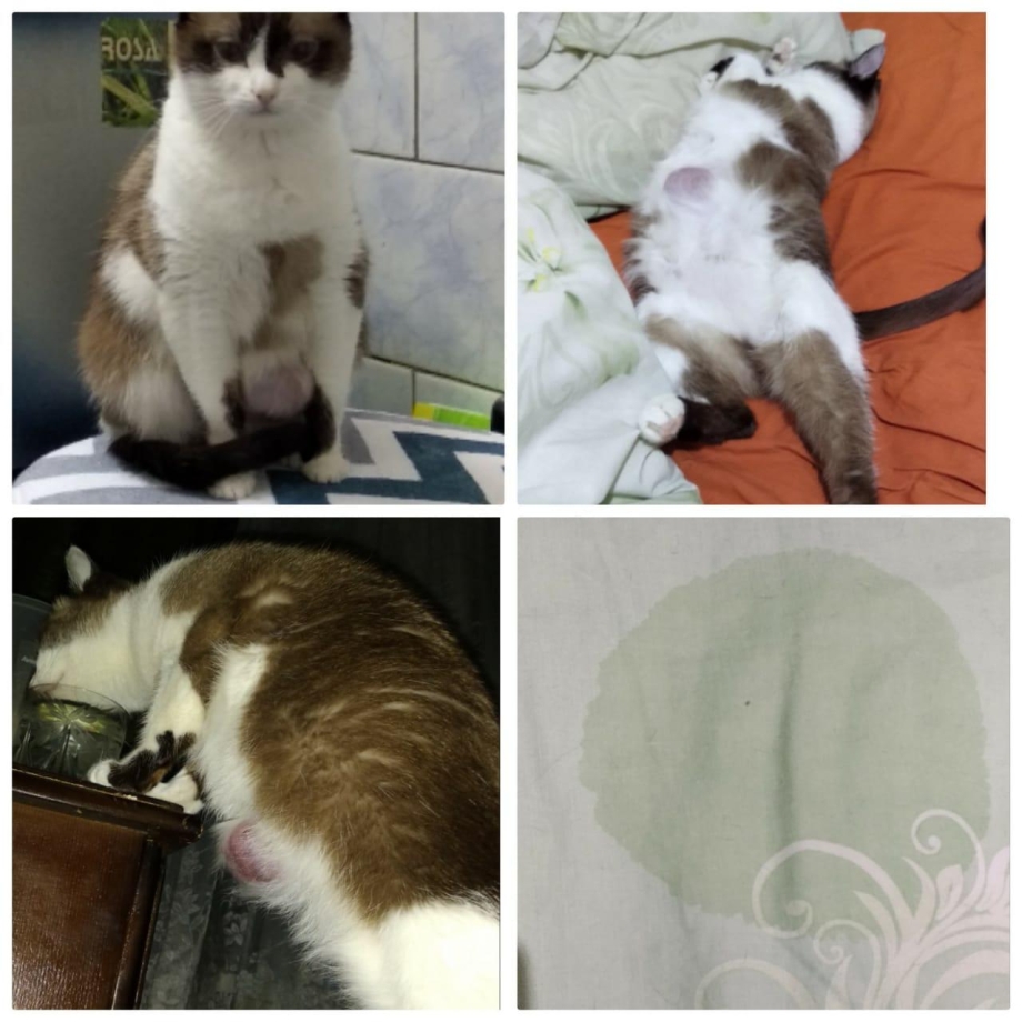 Котенок с круглым животиком
