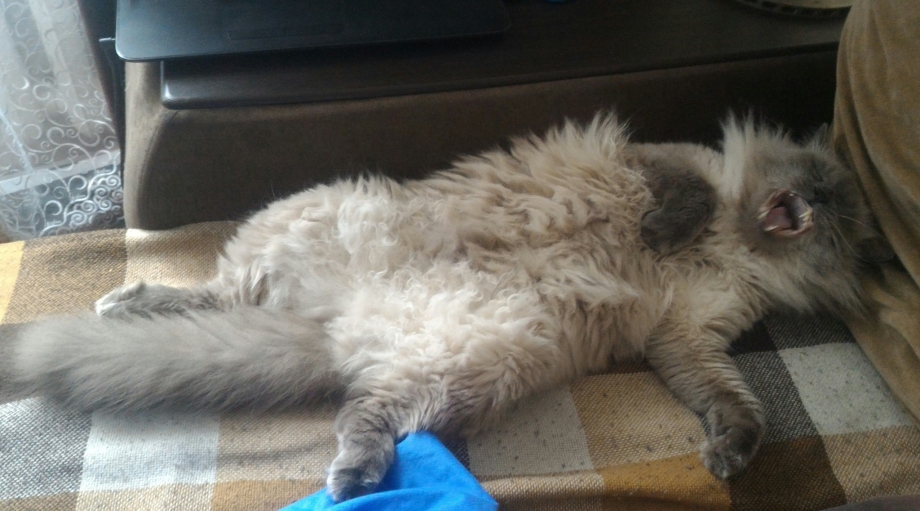 Котенок покакал