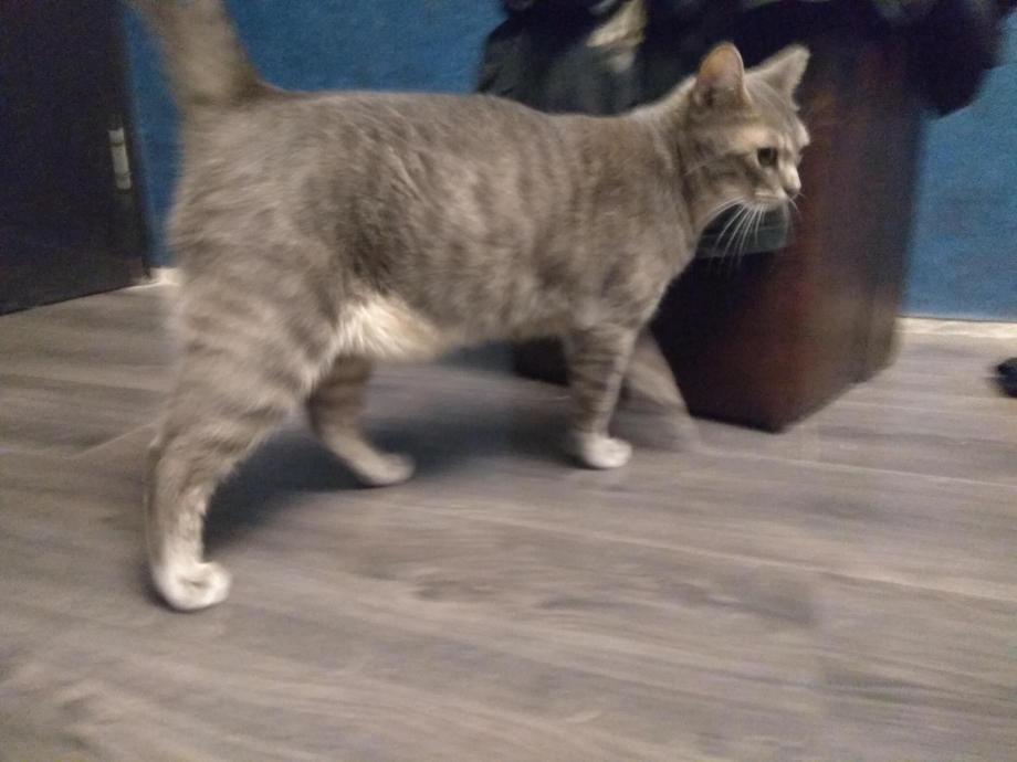 Шишечка на животе у котенка