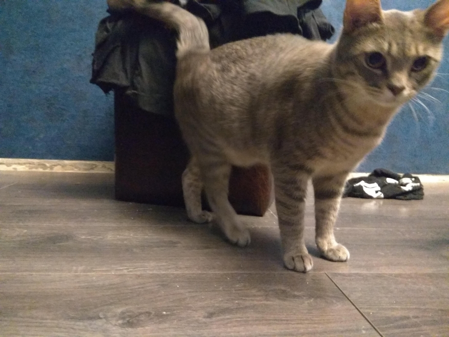 Новорожденные котята глаза
