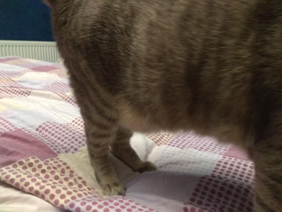 У котенка большой животик
