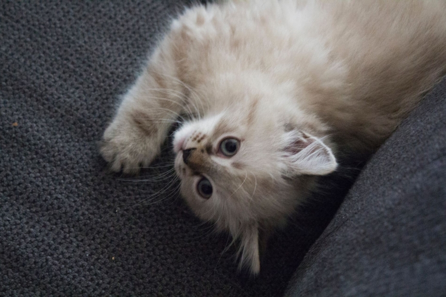 Коты поют деспосито