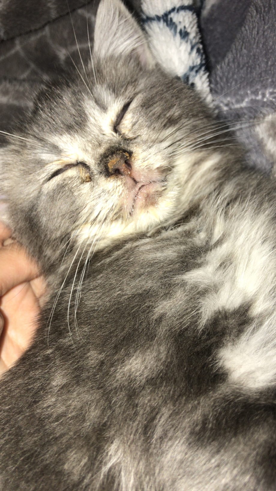 Вздутые животики у котят