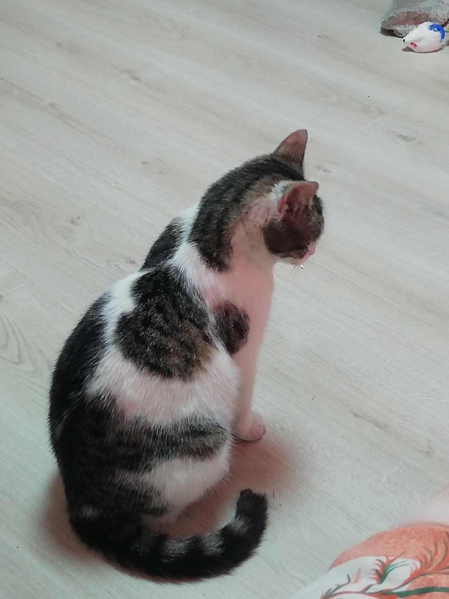 Коричневое пятно на животе у кота