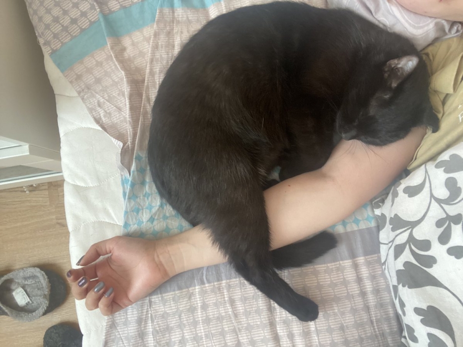 Рвотная болезнь у кошек