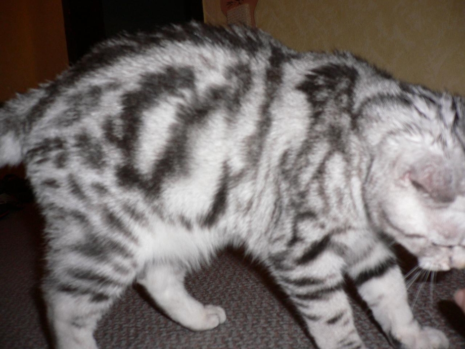 Выпадение прямой кишки у котенка