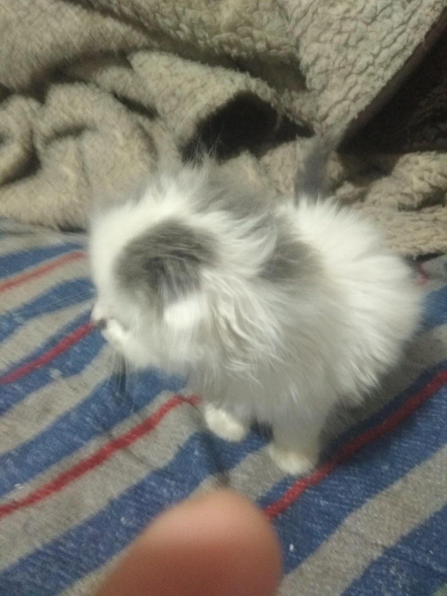 Вялая кошка