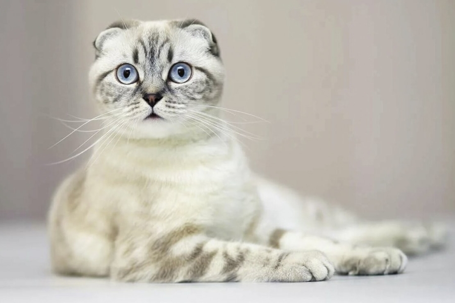 Шотландская вислоухая кошка котенок