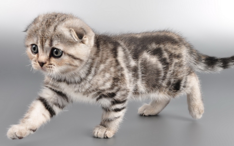 Шотланская Веселуха кошка
