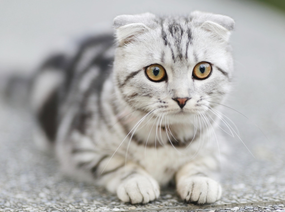Шведская вислоухая кошка