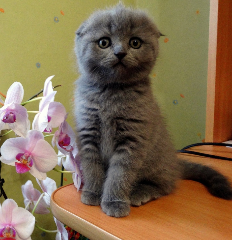 Шотландская вислоухая скоттиш фолд порода