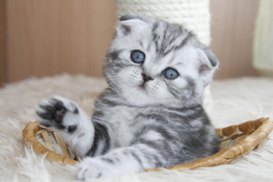 Шотландская вислоухая кошка