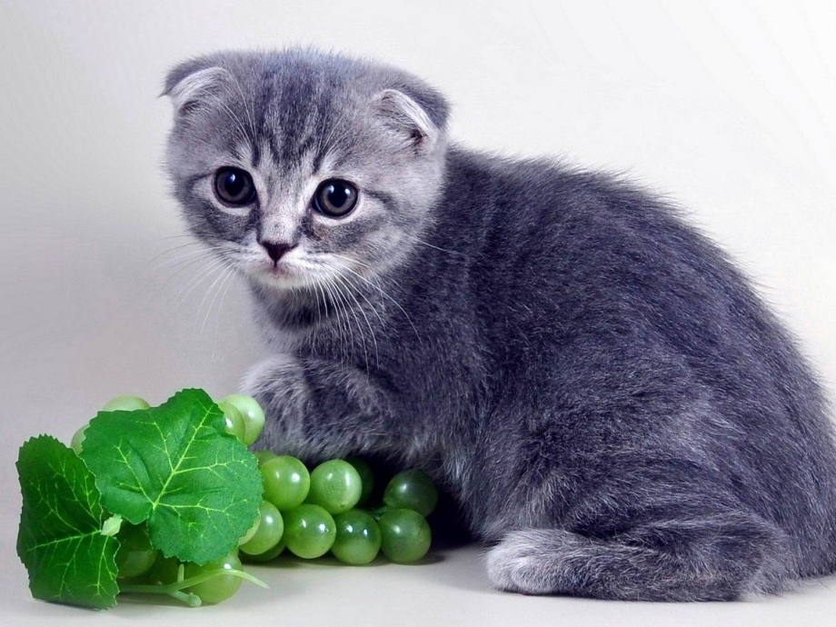 Шотландский вислоухий кот полосатый