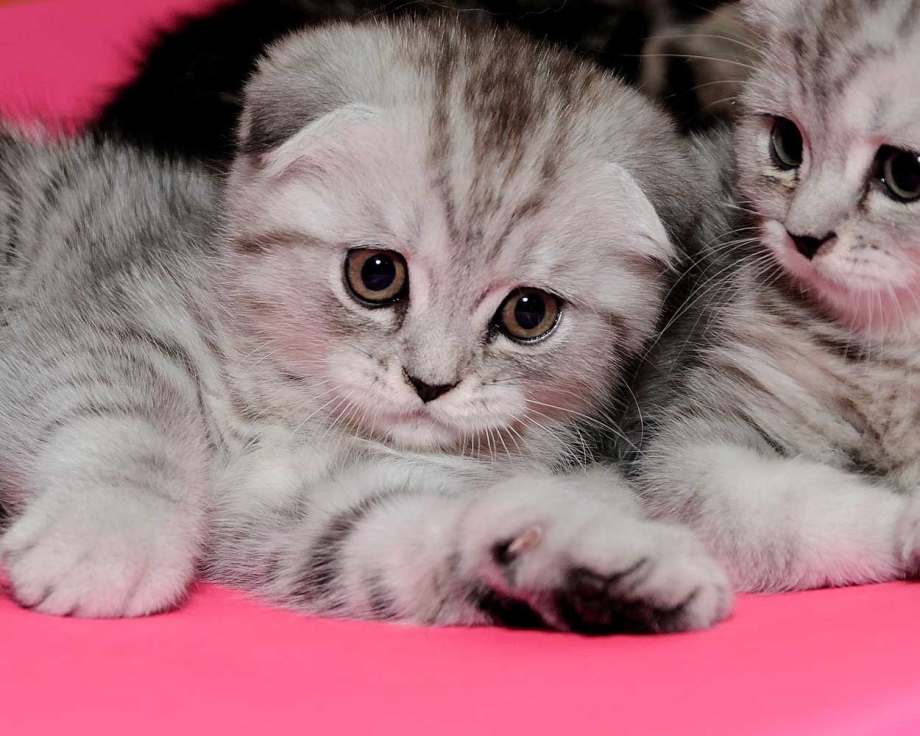 Шотландская вислоухая кошка