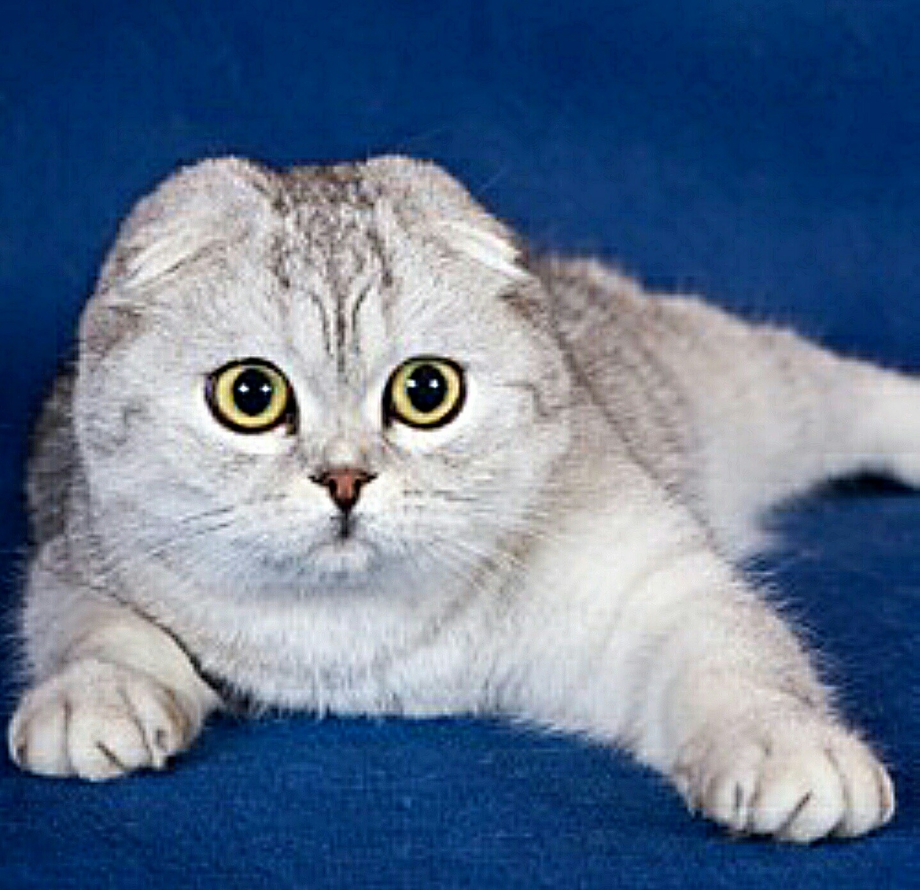 Скоттиш-фолд Шотландская
