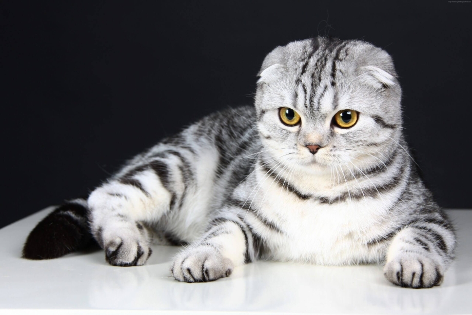 Кошка скоттиш фолд