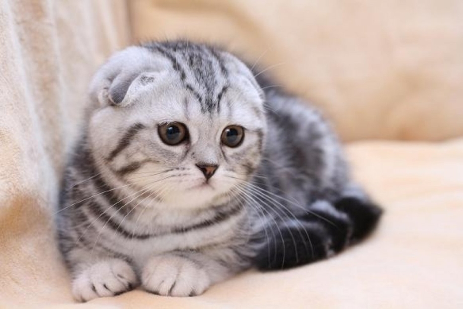 Скоттиш-фолд Шотландская вислоухая кошка