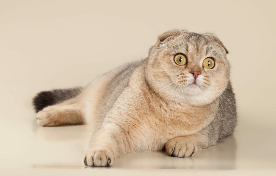 Шотландская вислоухая скотишфолд