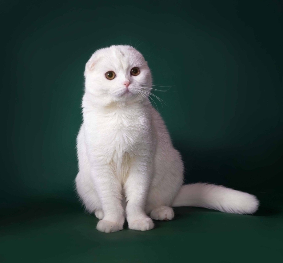 Шотландская вислоухая кошка серая в полоску