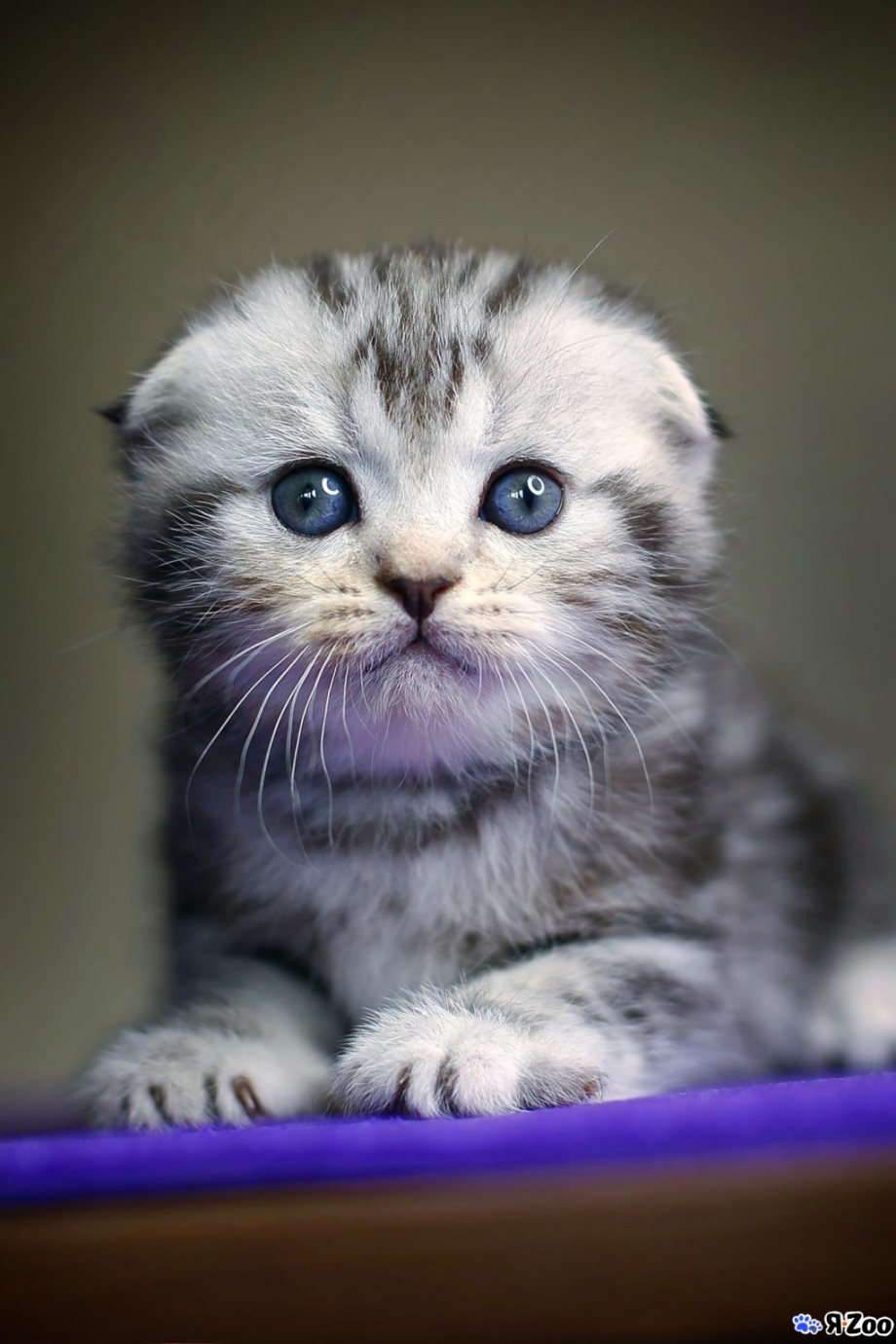 Шотланская Веселуха кошка