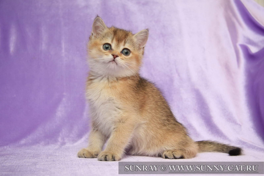 Mallory Misty Sunray кошка Bri sh ny25