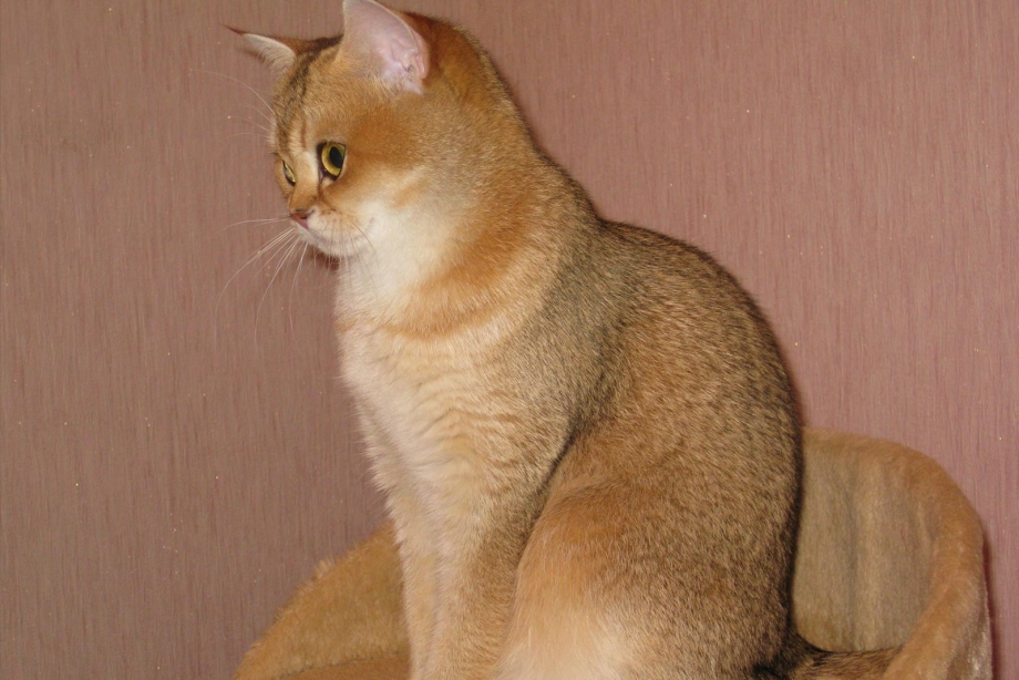 Британская черная тикированная кошка