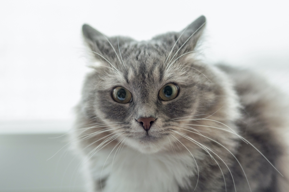 Фото перепуганного кота