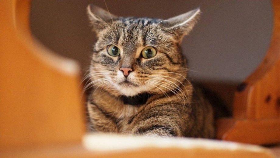 Пугливая кошка