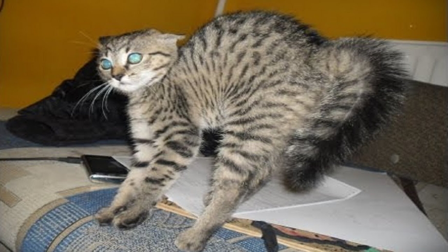 Котенок пугает