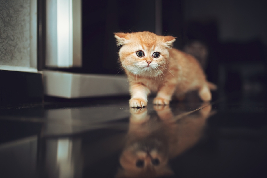 Котята шиншиллы