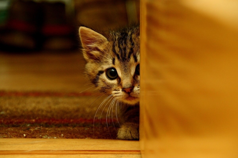 Котенок испугался
