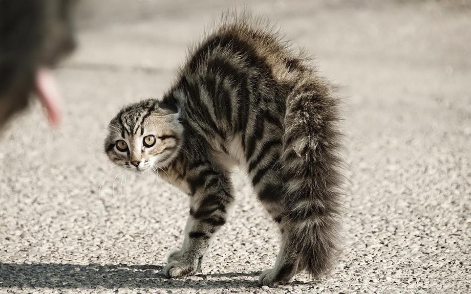 Кот выгнул спину
