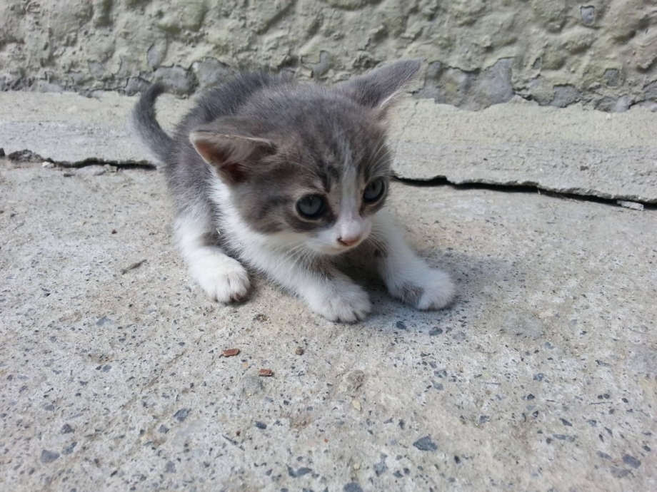 Котенок боится