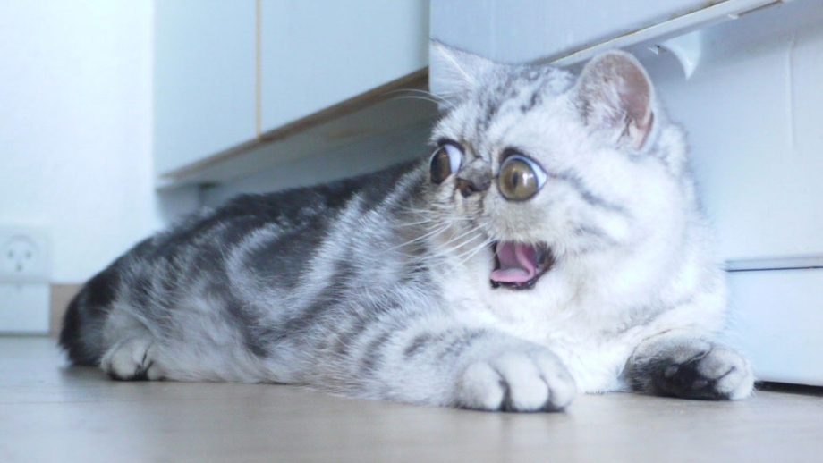 Удивленный кот Герман