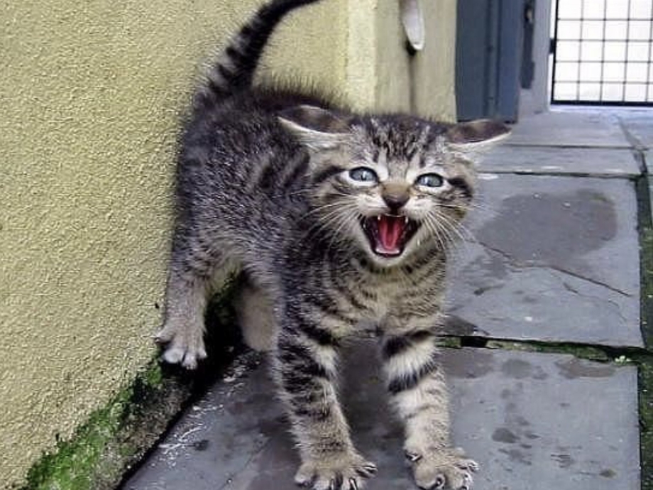 Котенок пугает