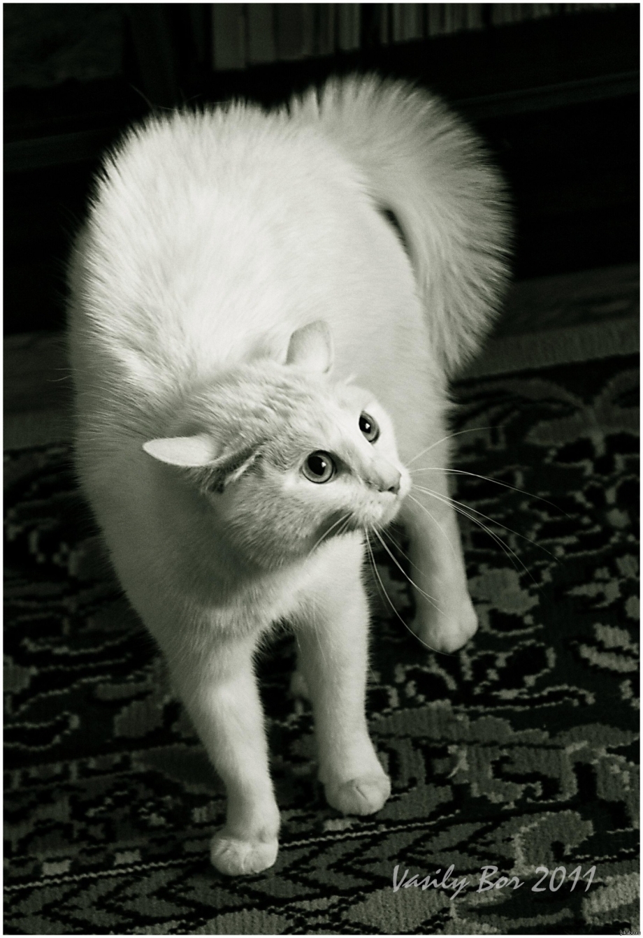 Злой белый котенок
