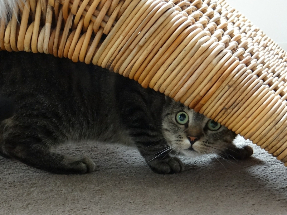 Котенок спрятался